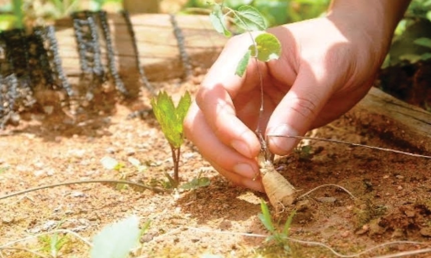 Trồng cây nông nghiệp và cây dược liệu 